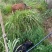 本地黄牛