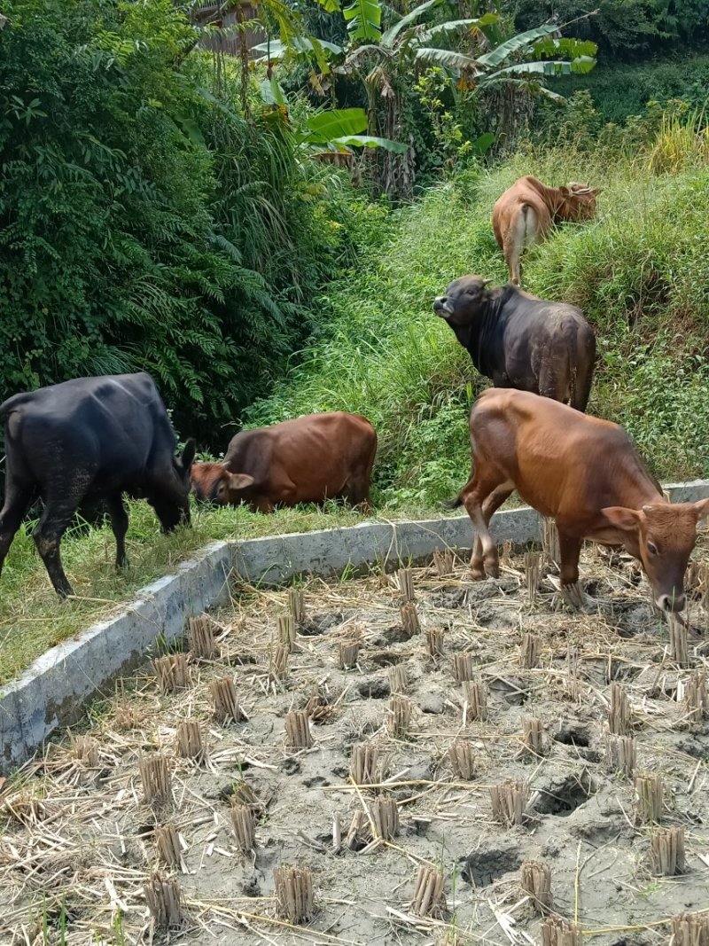 本地黄牛