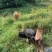 本地黄牛