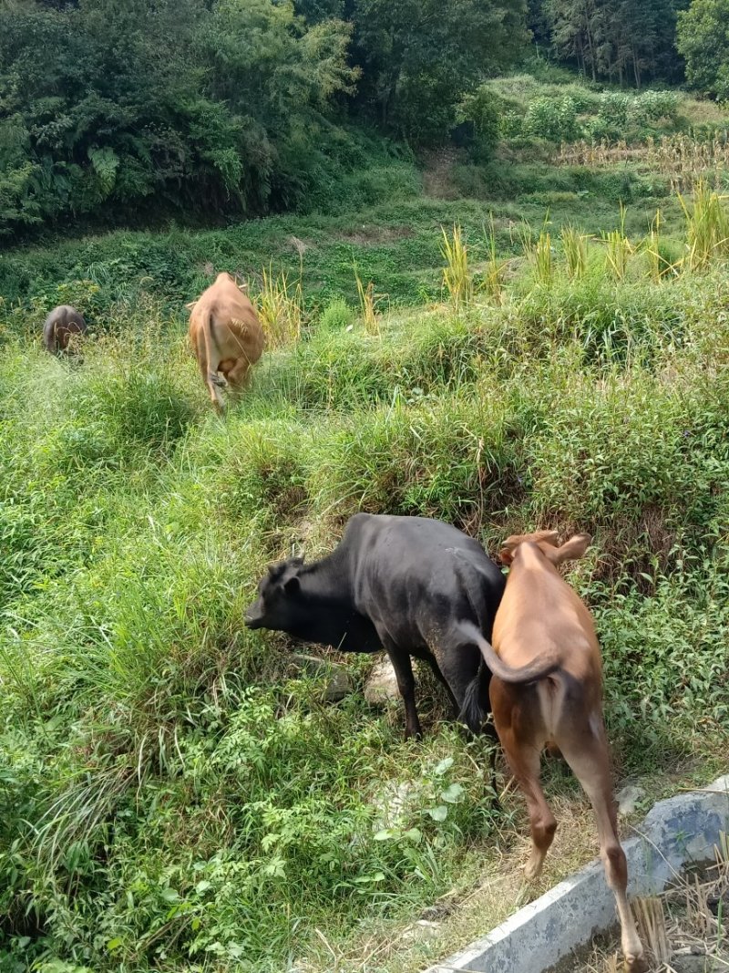 本地黄牛