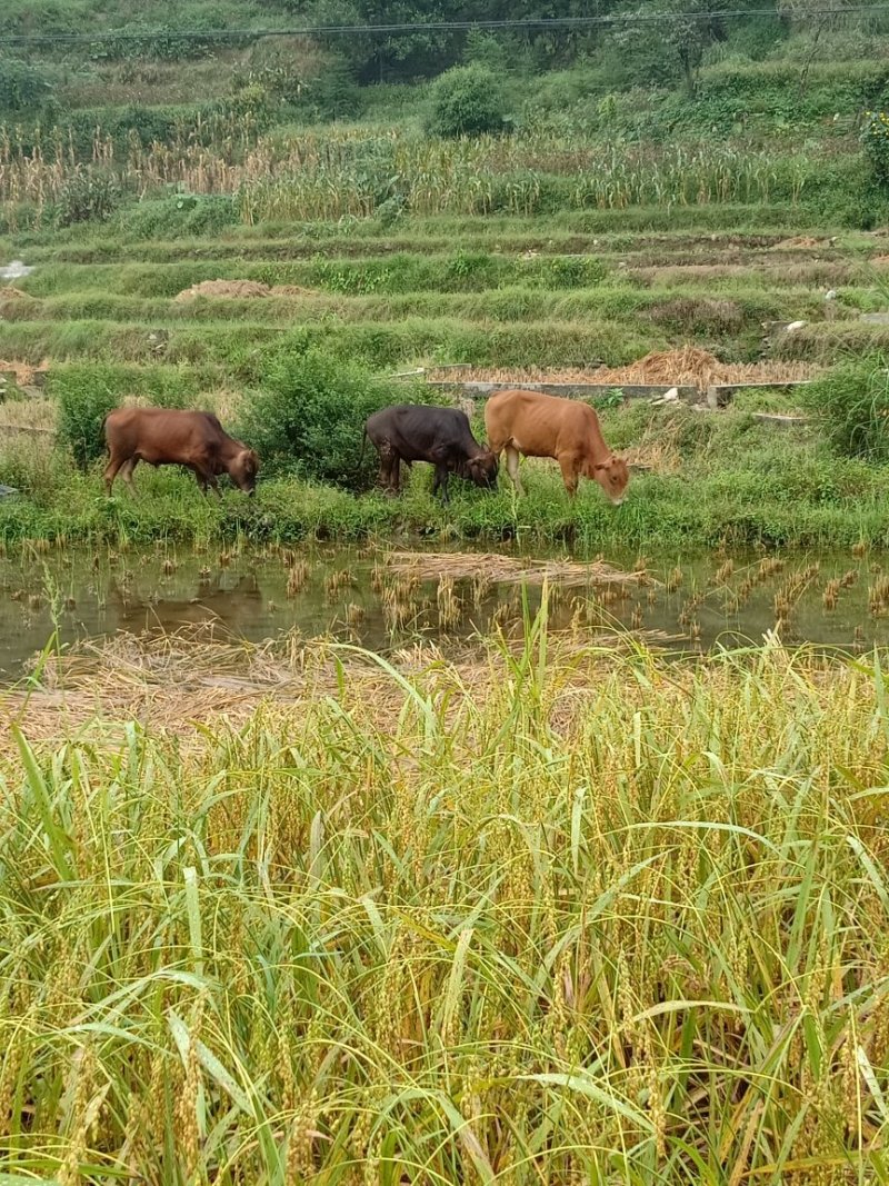 本地黄牛
