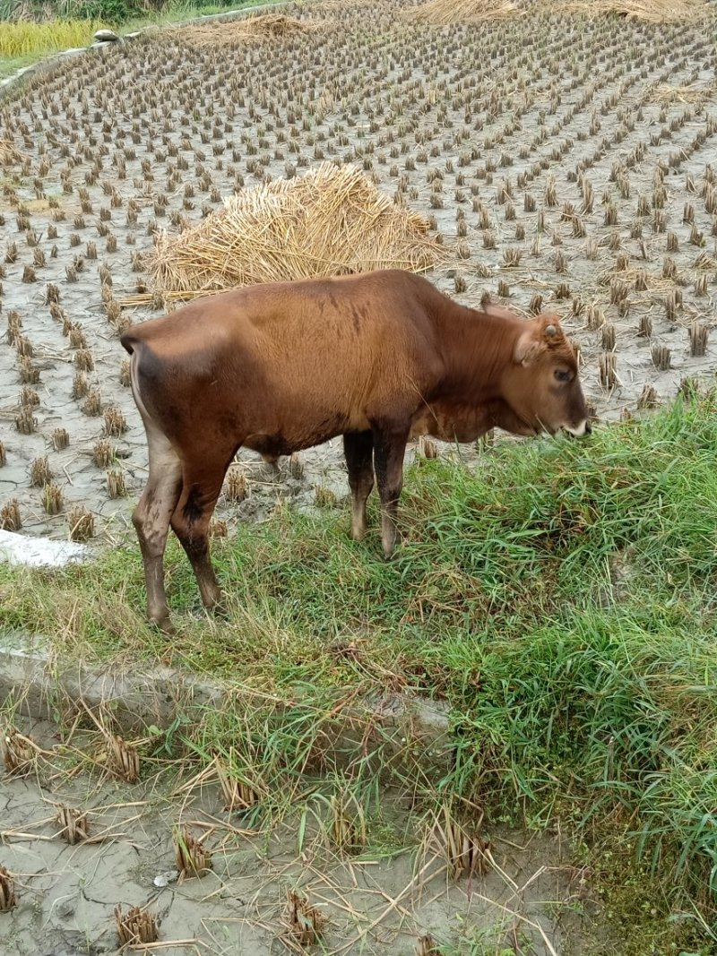本地黄牛