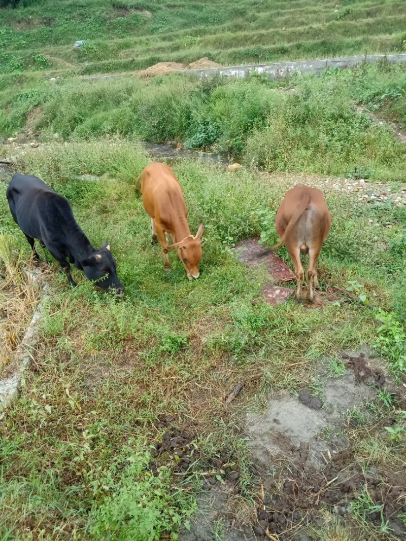 本地黄牛