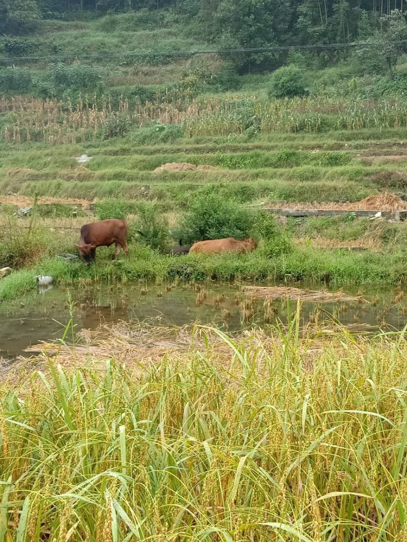 本地黄牛