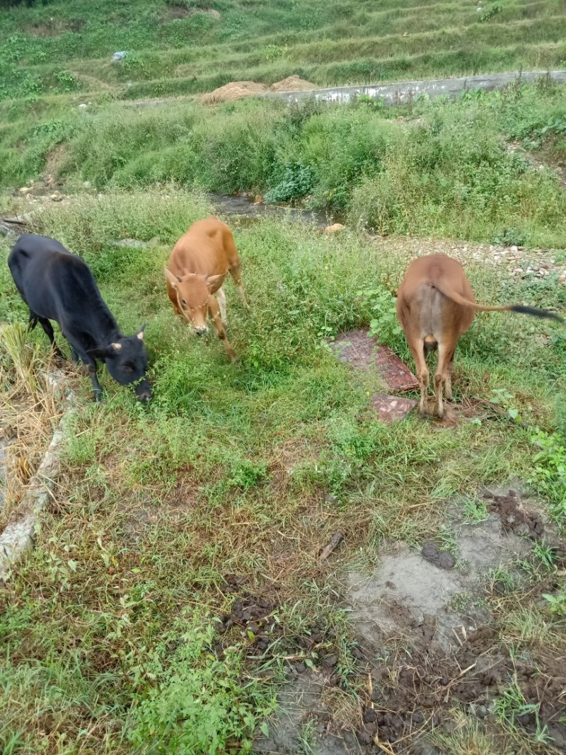 本地黄牛