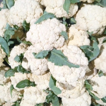 花菜菜花大棚精品有机花菜大量上市产地直供诚信经营