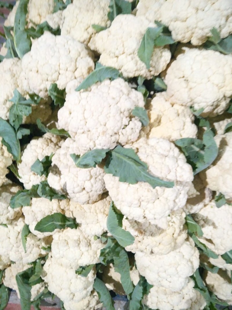 花菜菜花大棚精品有机花菜大量上市产地直供诚信经营