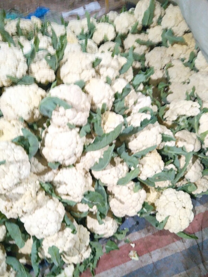 花菜菜花大棚精品有机花菜大量上市产地直供诚信经营