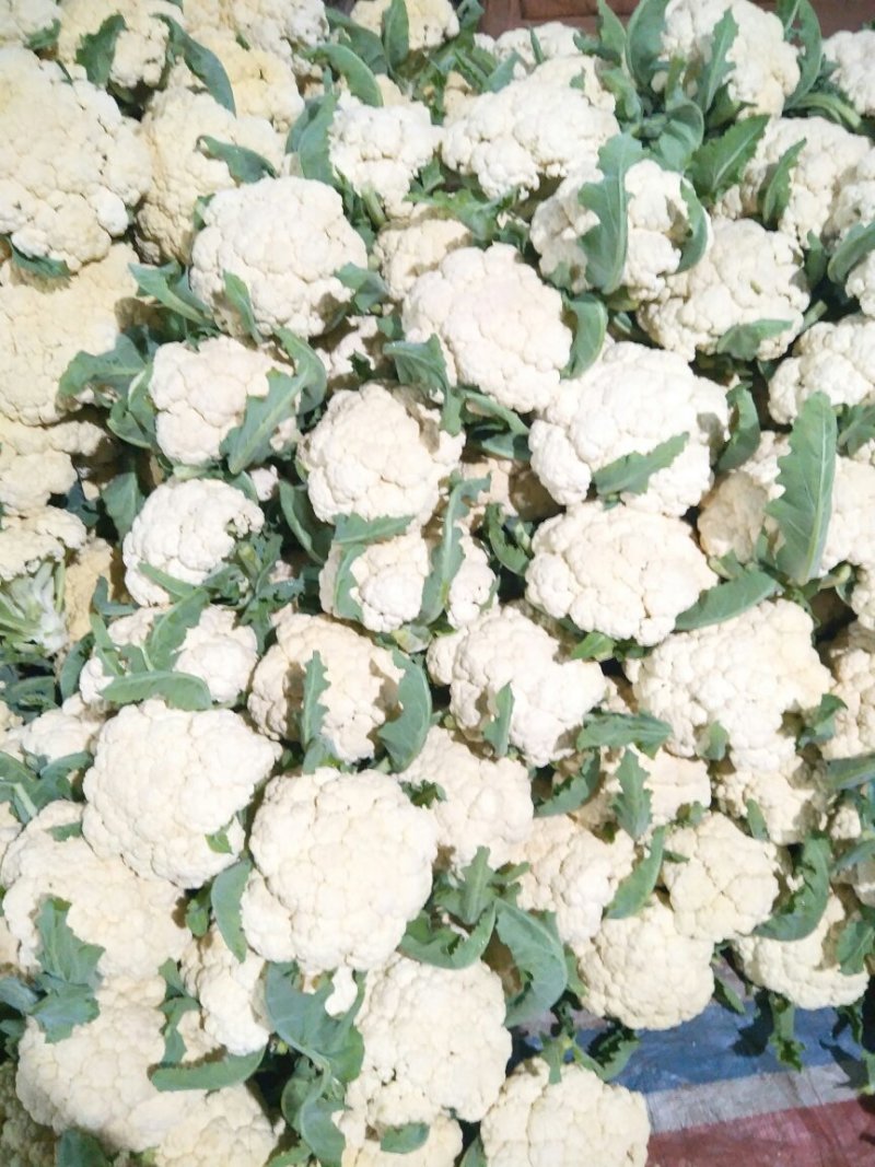 花菜菜花大棚精品有机花菜大量上市产地直供诚信经营