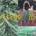 天冬苗