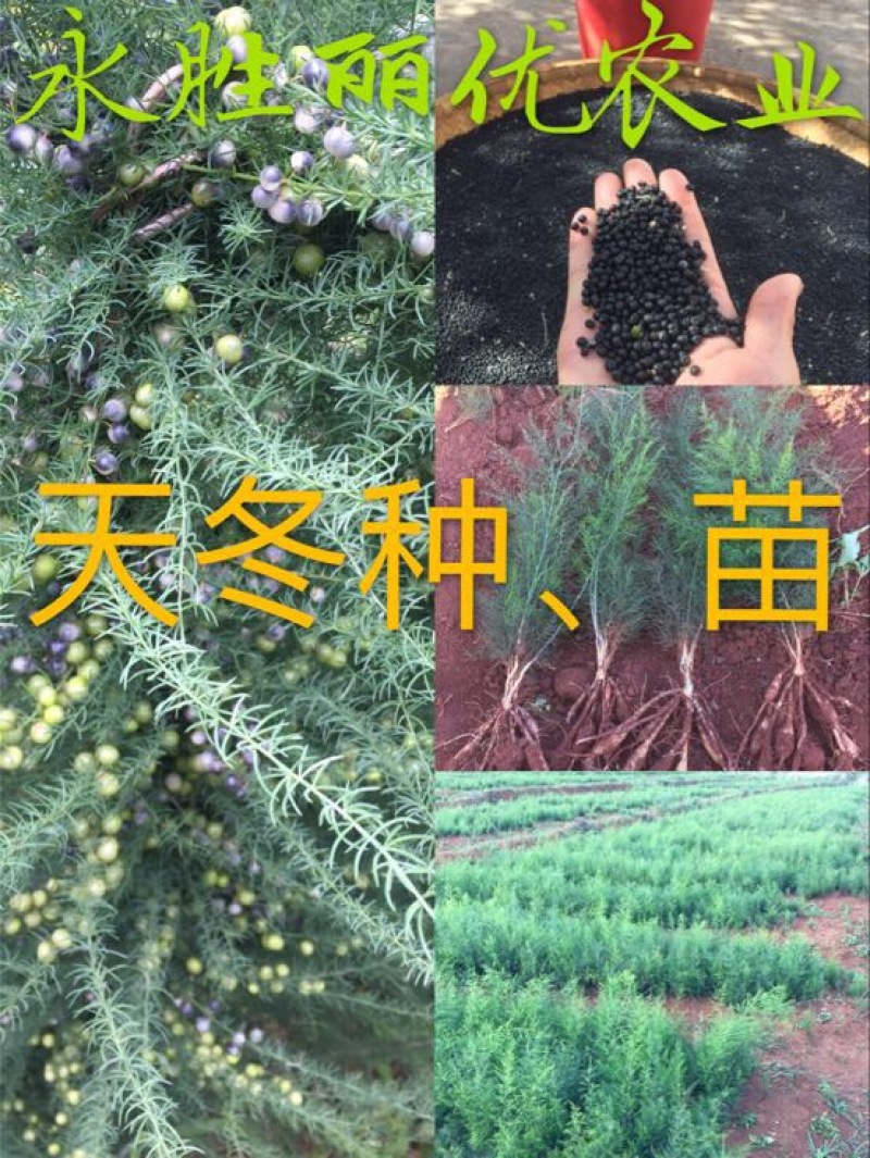 天冬苗
