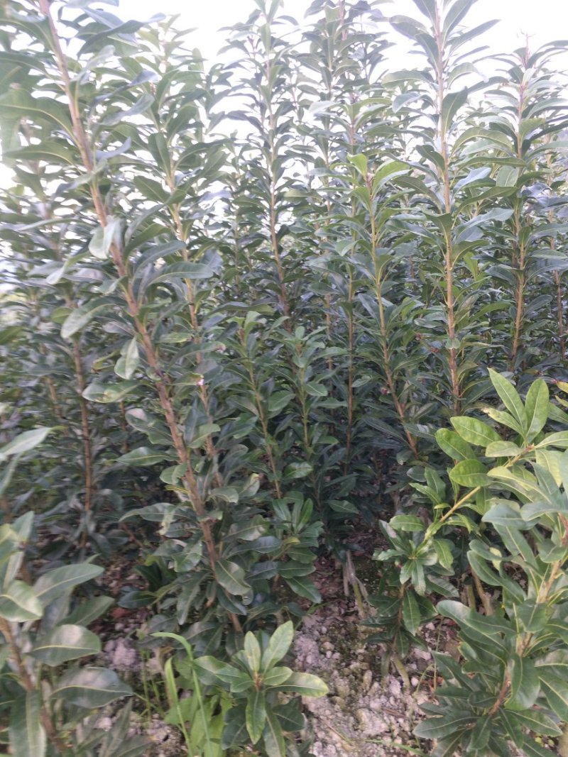 包邮东魁杨梅树台梅，黑炭，大果产地直发提供技术支持