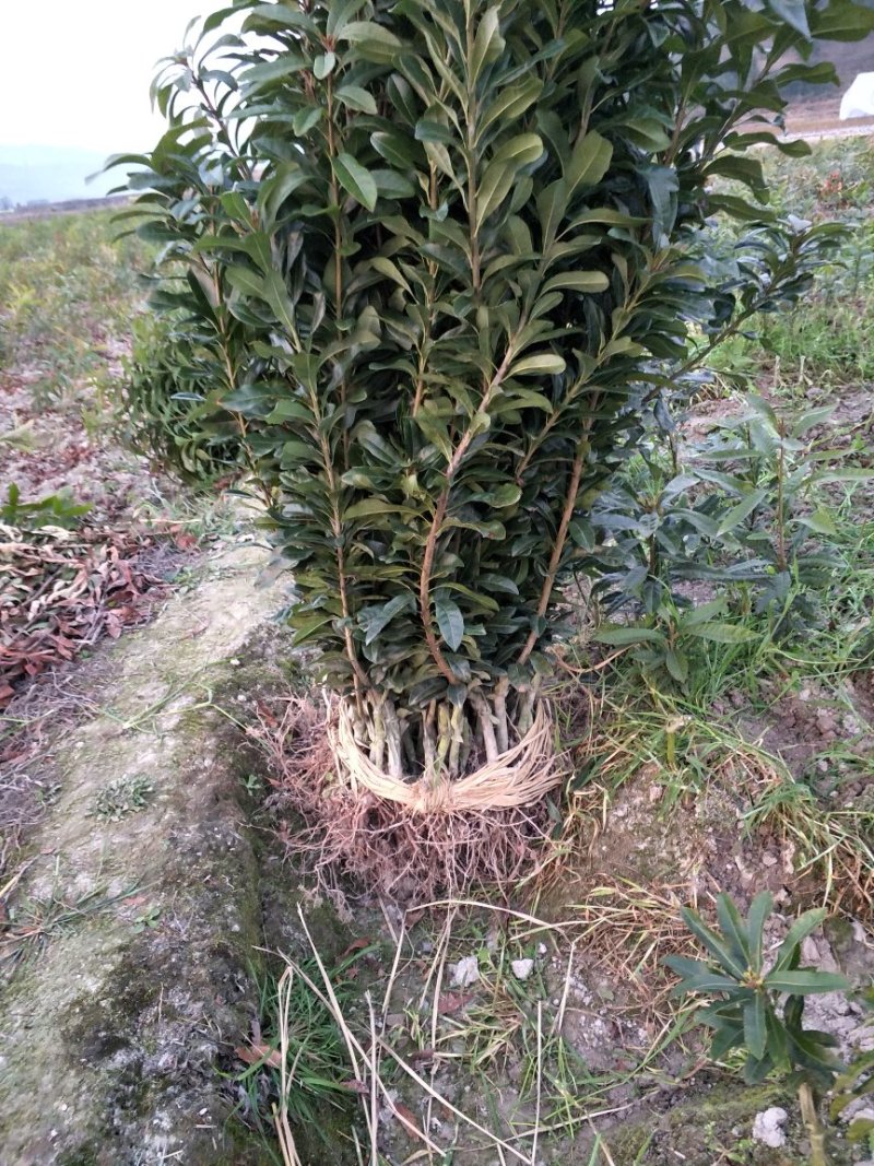 包邮东魁杨梅树台梅，黑炭，大果产地直发提供技术支持