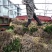 包邮东魁杨梅树台梅，黑炭，大果产地直发提供技术支持