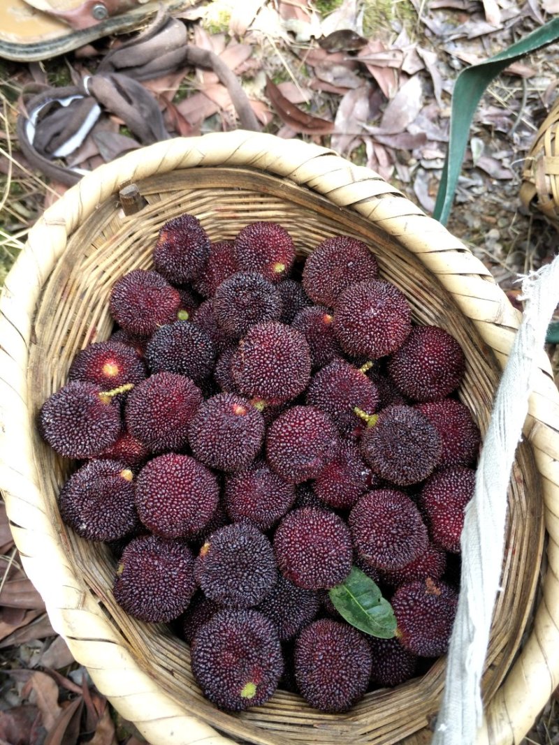 包邮乌梅孛荠杨梅树苗放心苗产量高提供技术指导