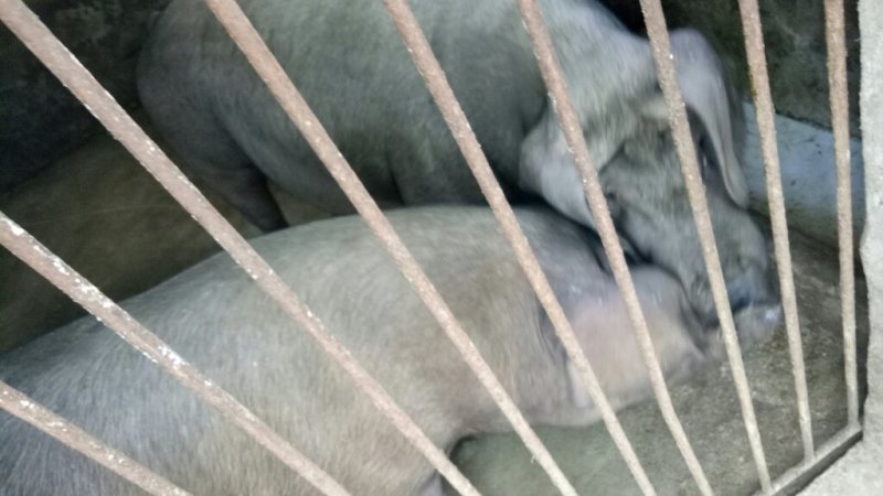 正宗山林散养土鸡土鸡蛋