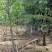 正宗山林散养土鸡土鸡蛋