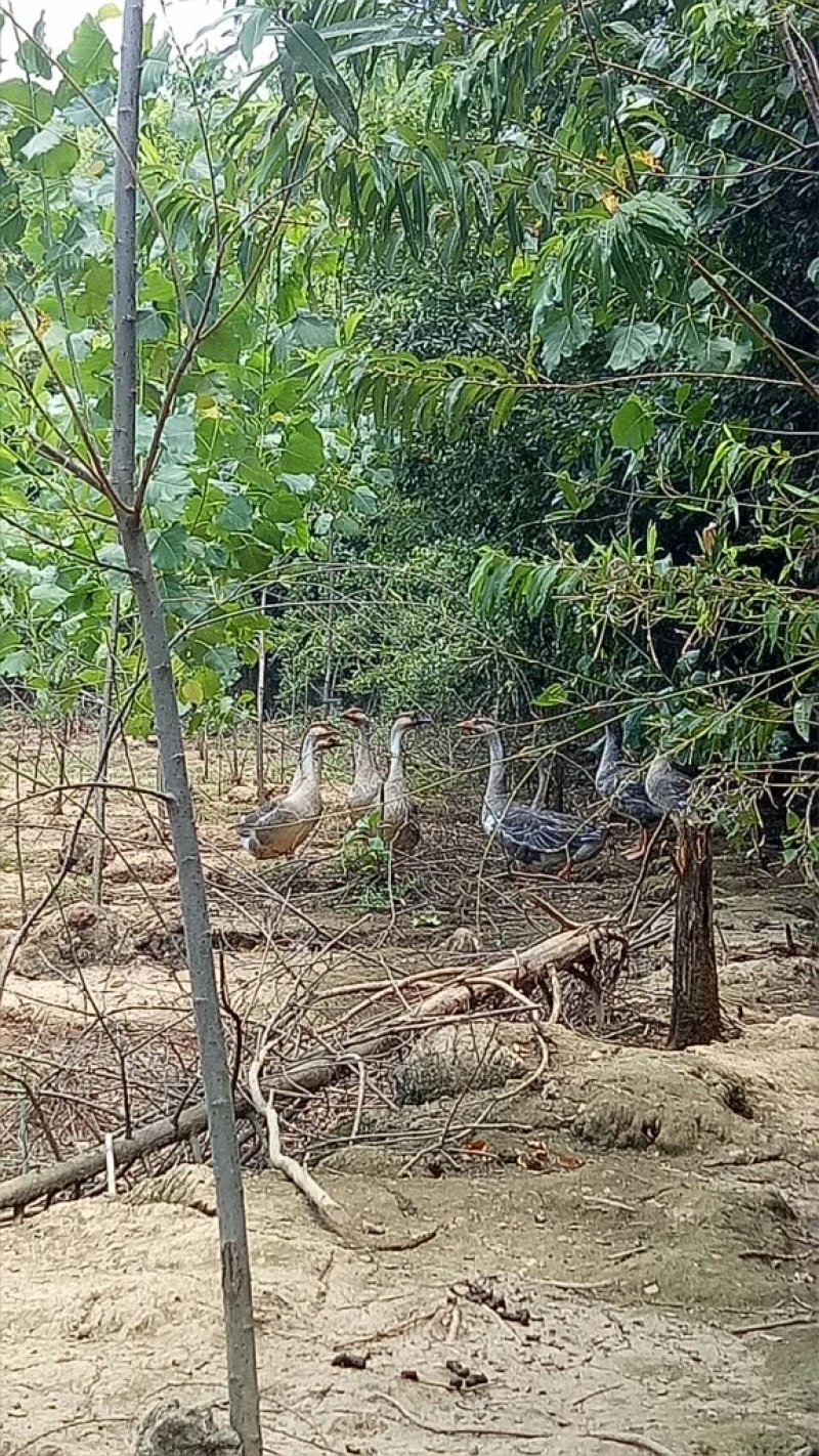 正宗山林散养土鸡土鸡蛋