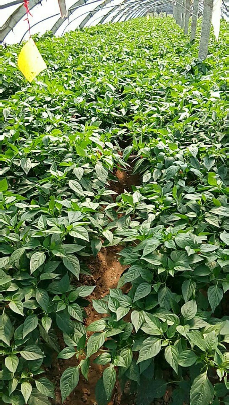 【诚信经营】真实报价薄皮椒鲜辣椒现摘现发量大从优