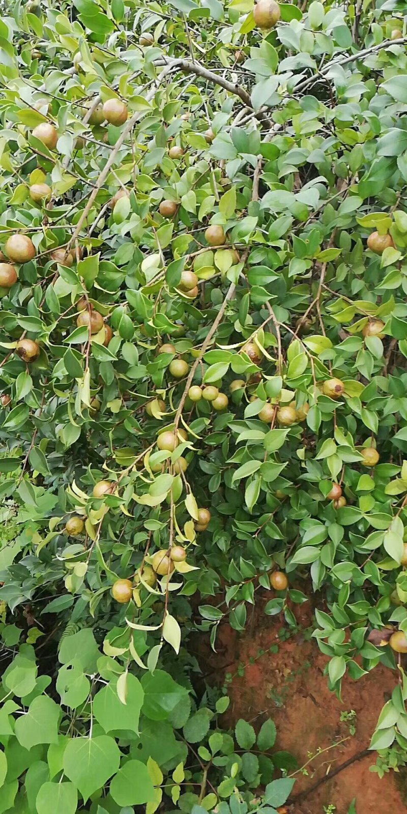 大量供应山茶油果，油茶籽