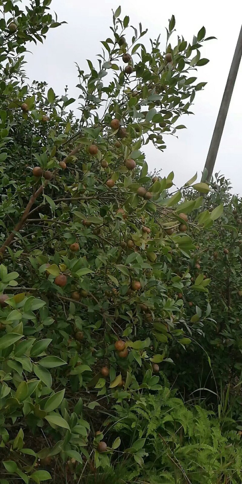 大量供应山茶油果，油茶籽