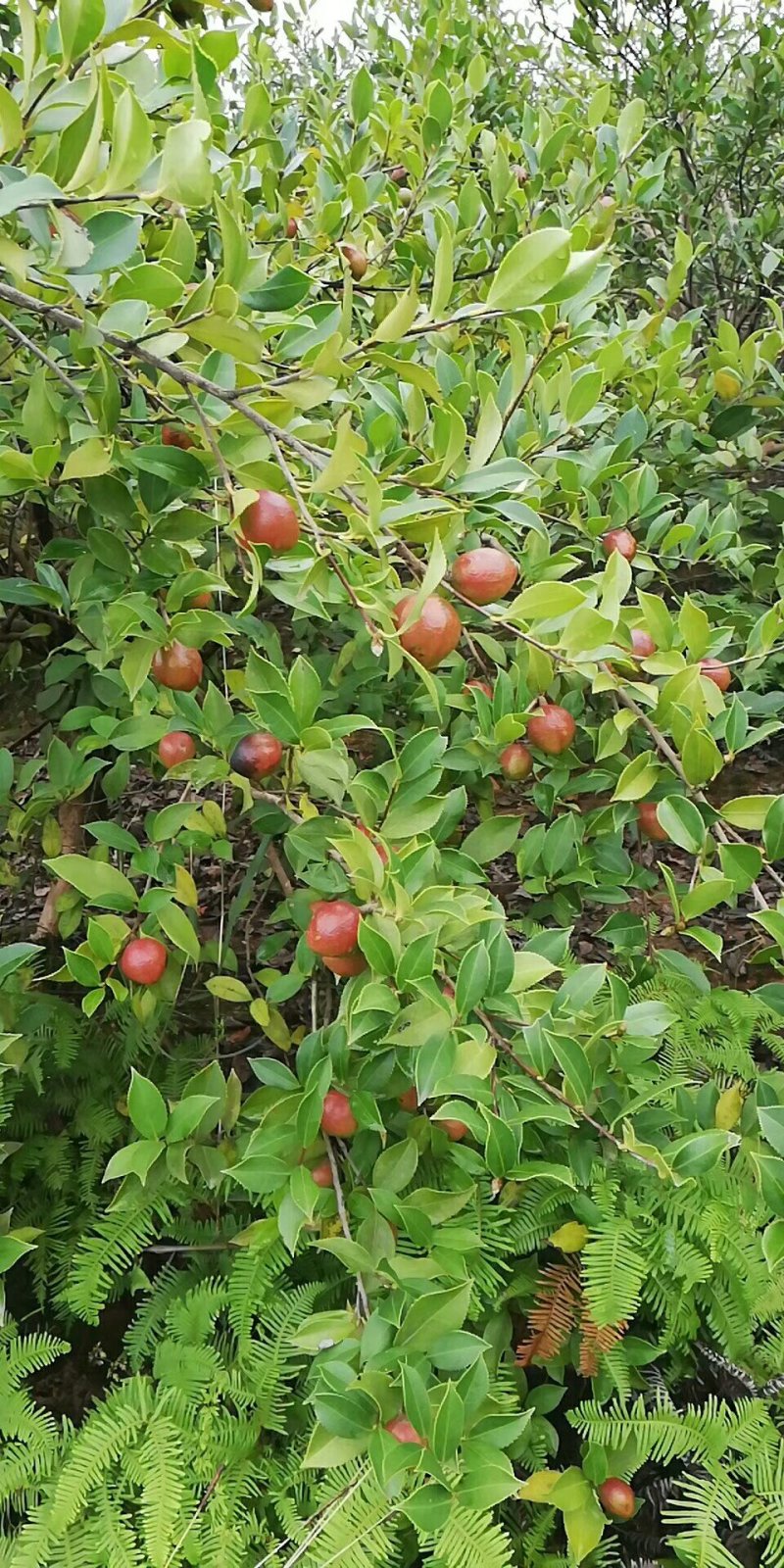 大量供应山茶油果，油茶籽