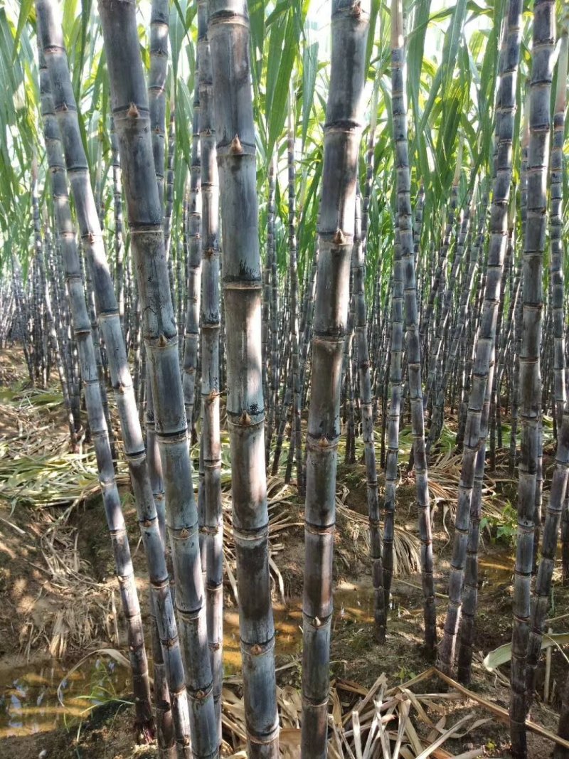 河南甘蔗种植基地货源充足！