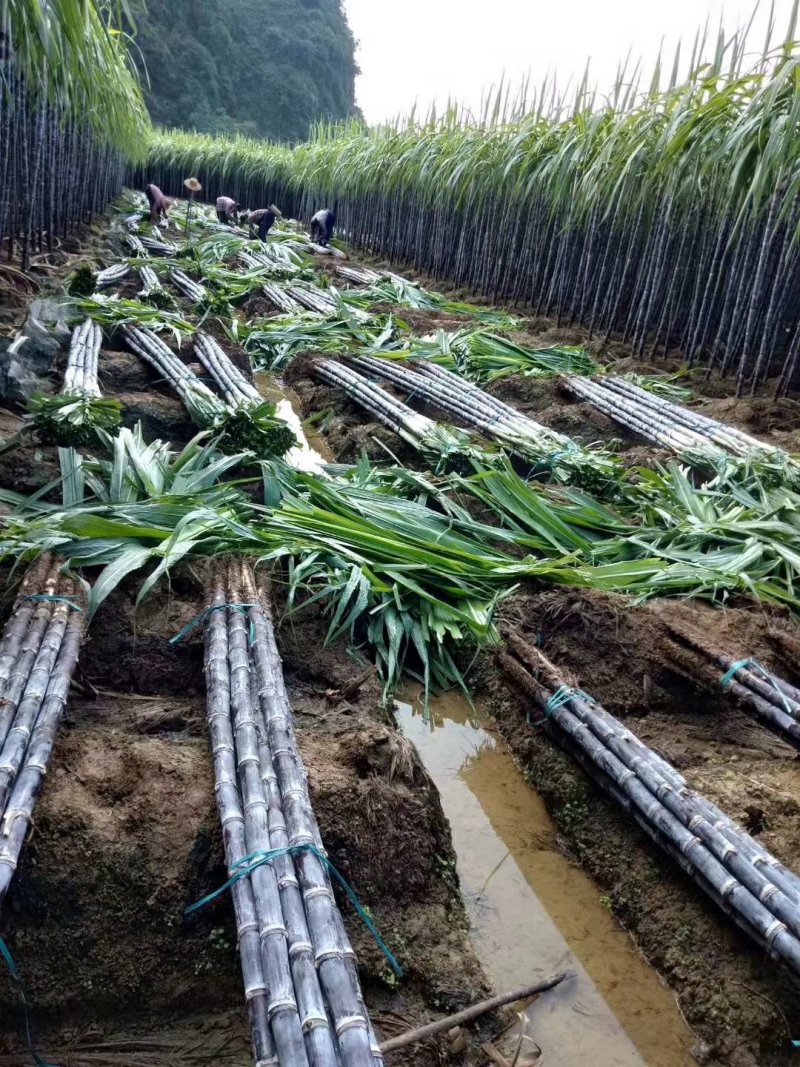 河南甘蔗种植基地货源充足！