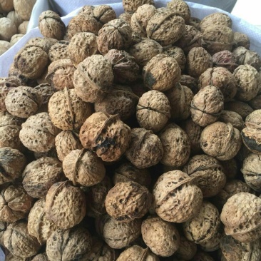 云南麻子纸皮核桃薄皮核桃中大果核桃地摊展会门店热销