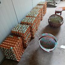 出售八百斤绿壳蛋