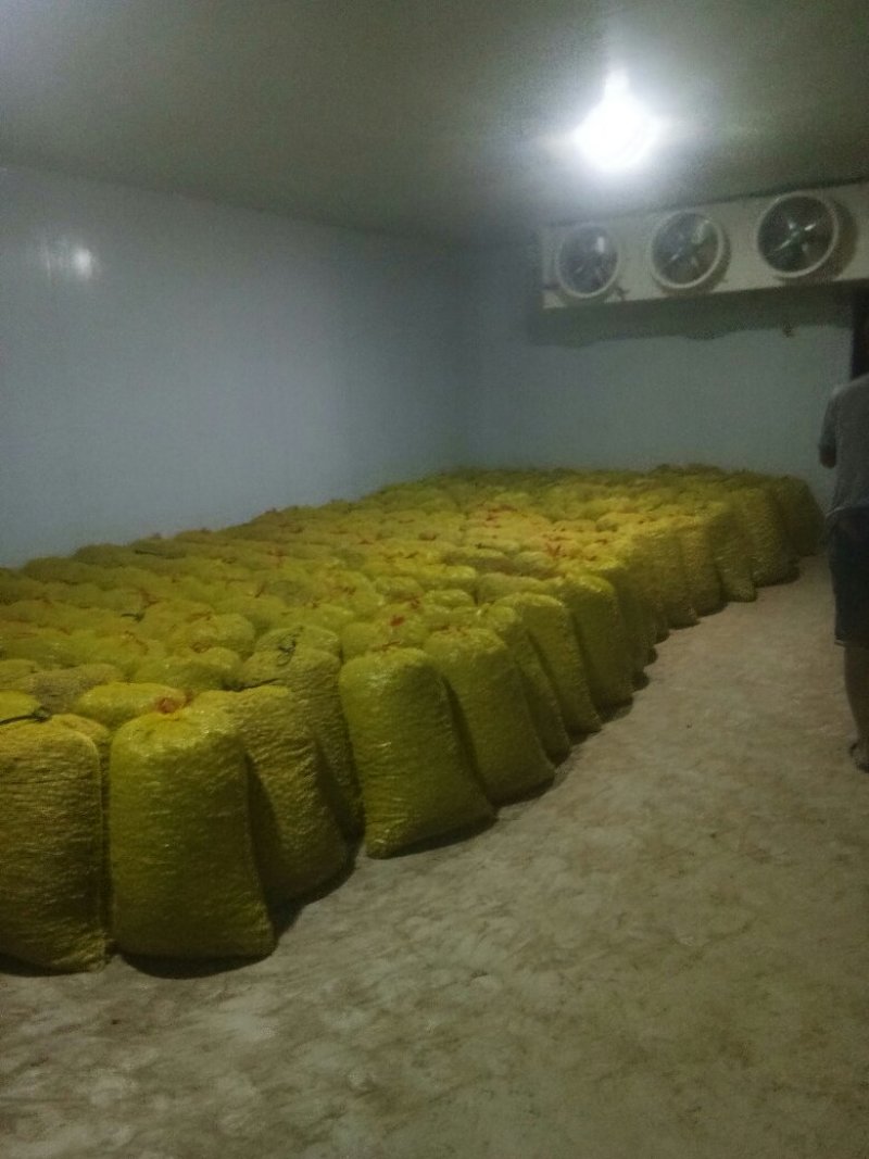 鲁花8号，过筛，手选果，鲜花生，沙土地