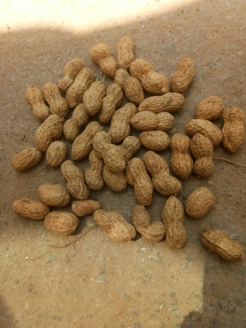 鲁花8号，过筛，手选果，鲜花生，沙土地