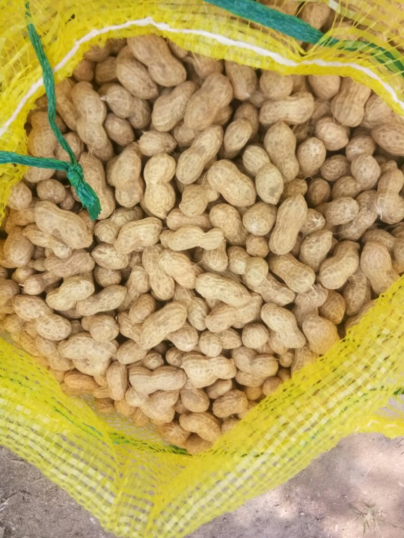 鲁花8号，过筛，手选果，鲜花生，沙土地