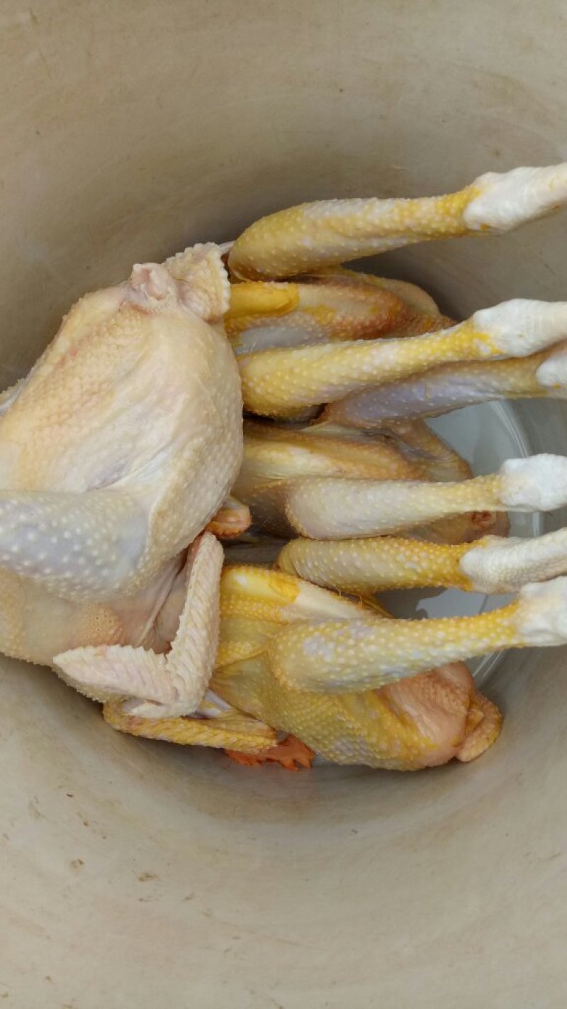 童子鸡