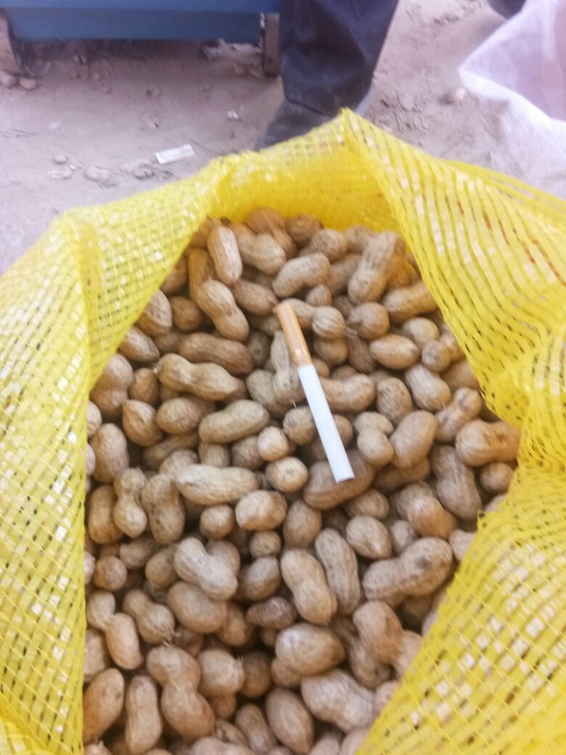 鲁花8号，过筛，手选果，鲜花生，沙土地