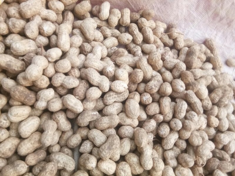 鲁花8号，过筛，手选果，鲜花生，沙土地