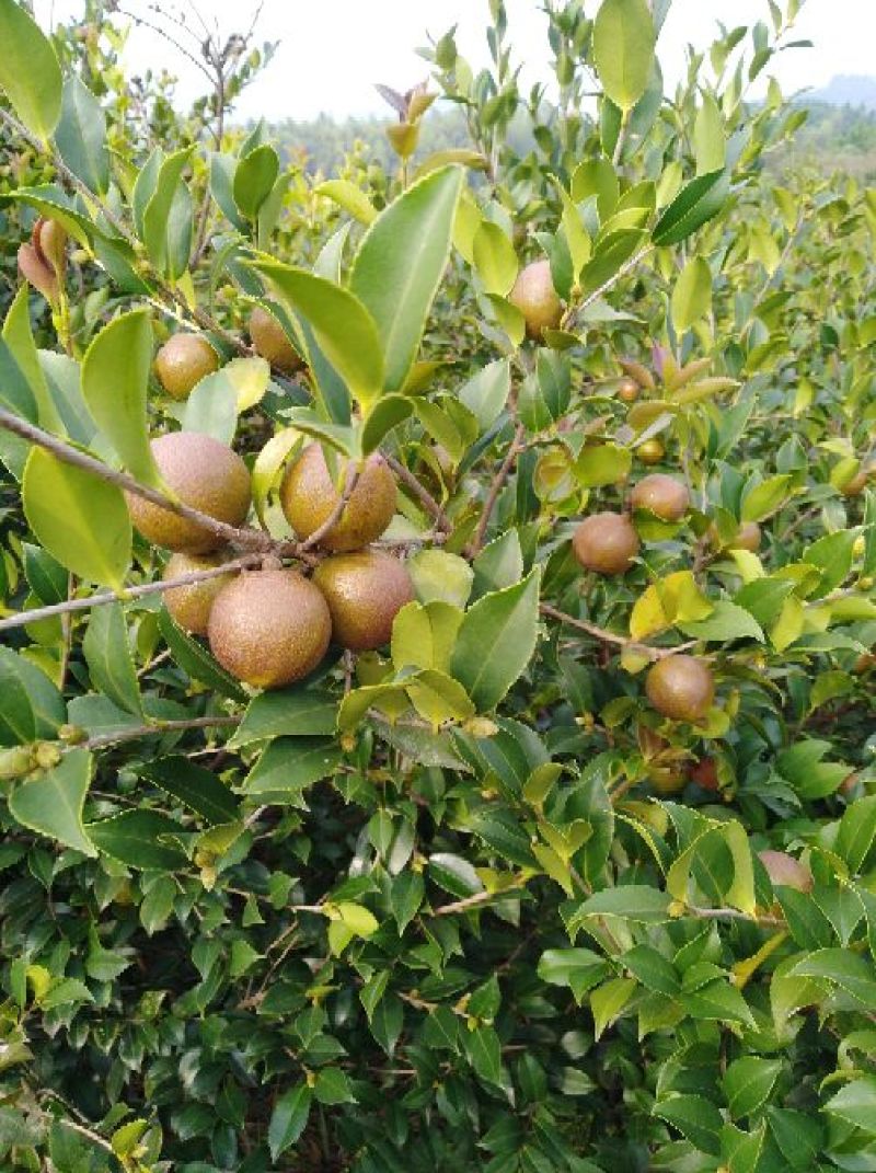 油茶籽