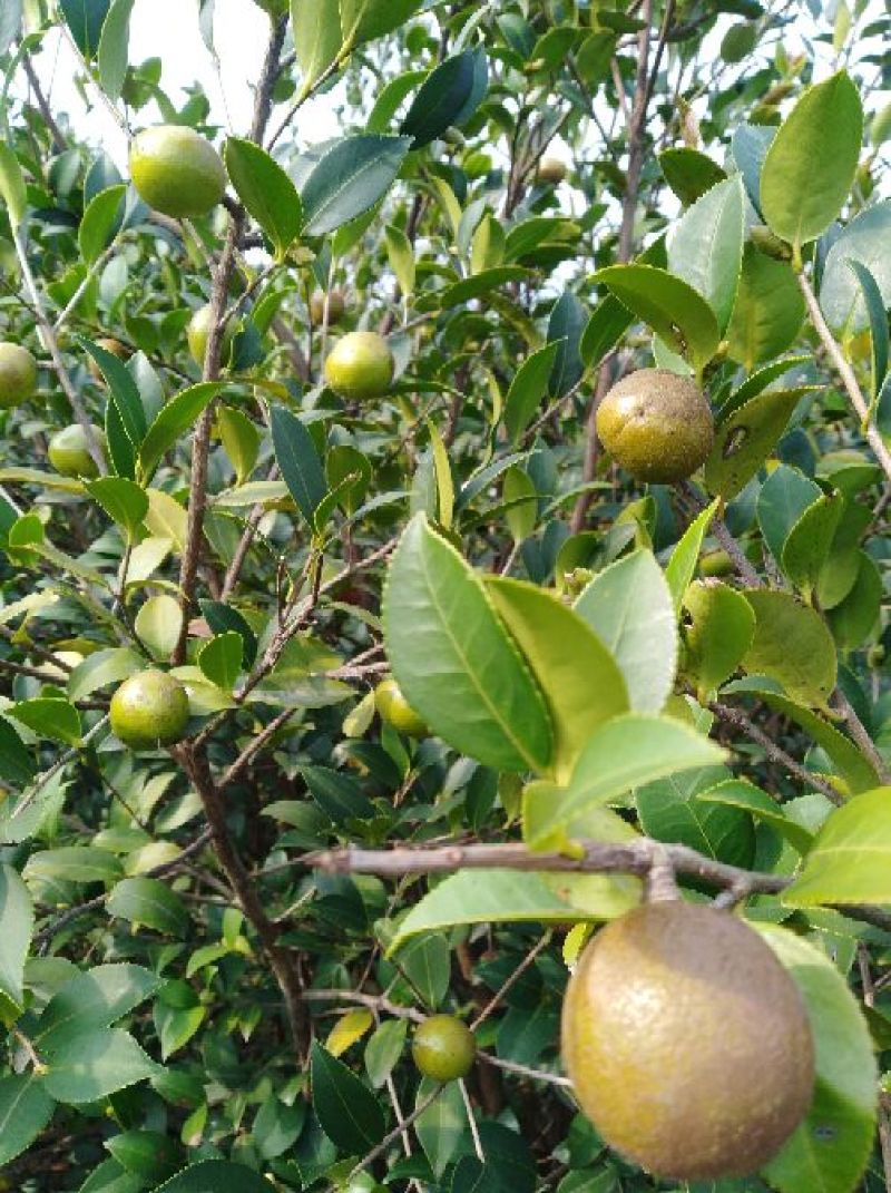 油茶籽