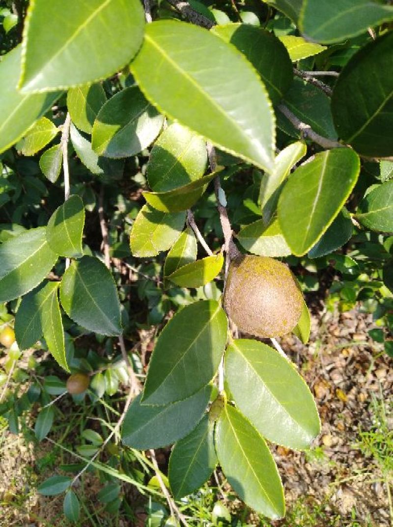 油茶籽