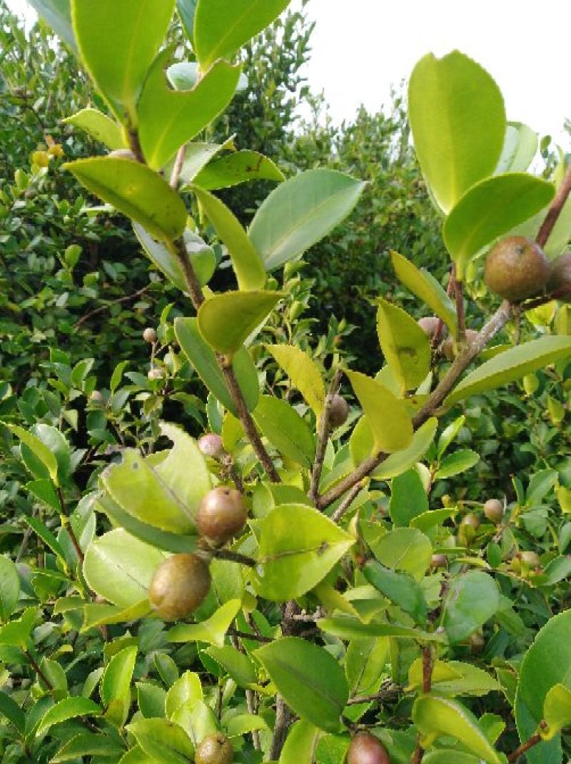 油茶籽