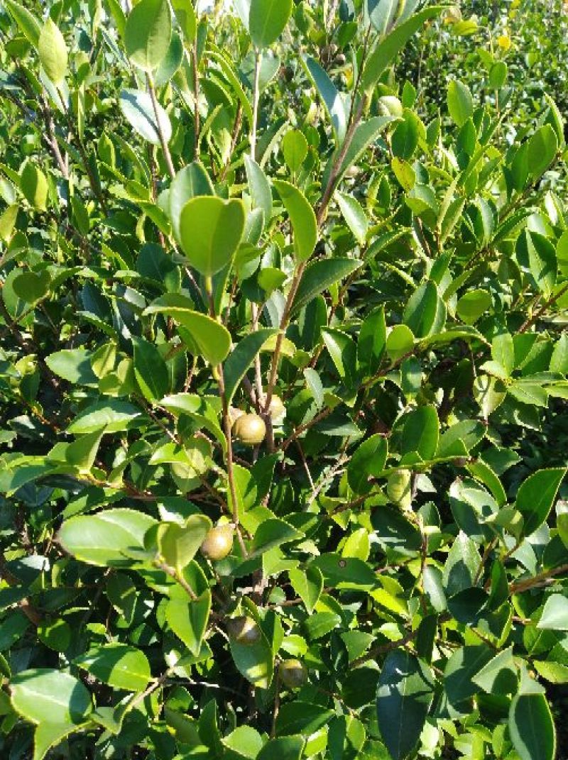 油茶籽