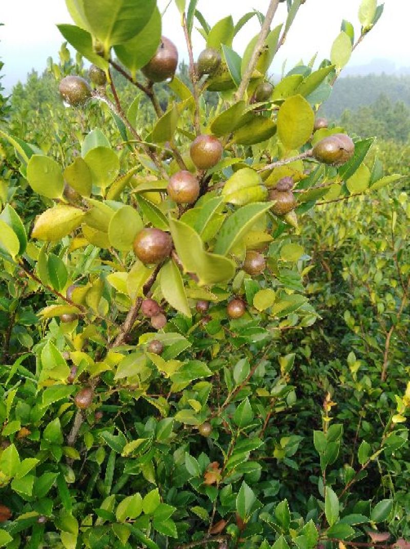 油茶籽