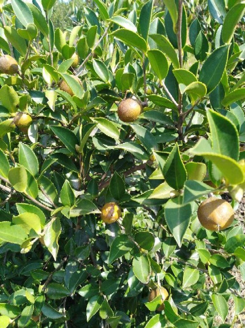 油茶籽