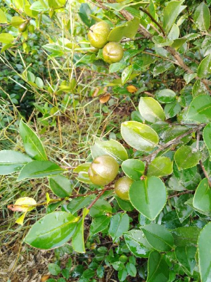 油茶籽