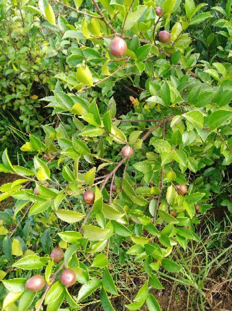 油茶籽