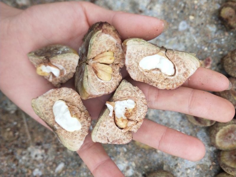 广西野生风流果，大个，白肉