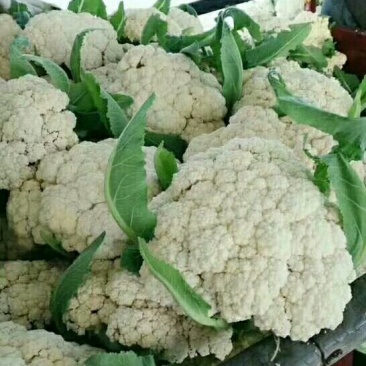 河南优质精选菜花青梗白面，有机花菜基地直采现发