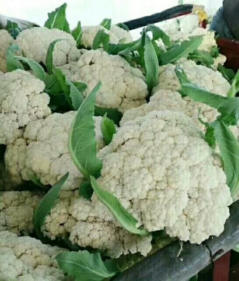 河南优质精选菜花青梗白面，有机花菜基地直采现发