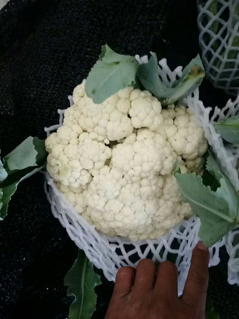 河南优质精选菜花青梗白面，有机花菜基地直采现发