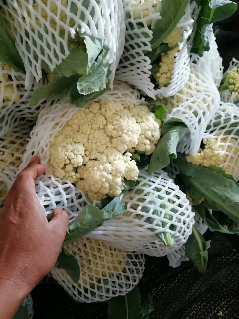 河南优质精选菜花青梗白面，有机花菜基地直采现发